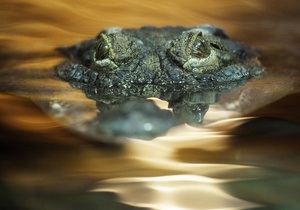 На околиці таїландського курорту з ферми втекли десятки крокодилів