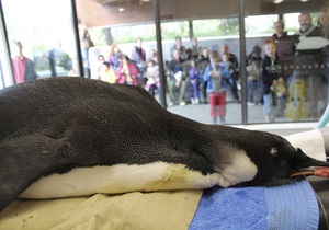Учені думають, що пінгвін, якого відправили з Нової Зеландії в Антарктиду, загинув