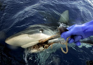 Російські рибалки спіймали двометрову акулу