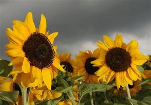 Мінагрополітики прогнозує рекордний урожай соняшника