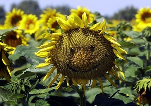 Україна почала збір соняшнику та цукрових буряків