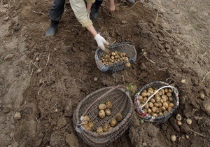 Урожай картоплі в Україні може стати рекордним - експерти