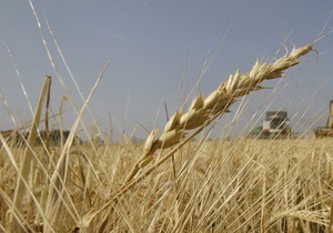 Експерт: Скорочення експорту зерна набуває загрозливих масштабів для України