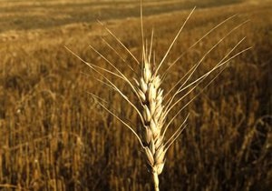 Українські аграрії завершили збирання ранніх зернових