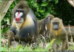 Дослідження: Мавпи здатні робити собі  педікюр 