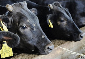 Японія заборонила яловичину з Фукусіми