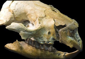 В Австралії знайшли скелет гігантського вомбата