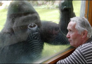 Французька сім я взяла в прийми горилу