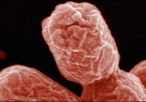 Бактерію E.coli використовують у виробництві біопалива і пластику