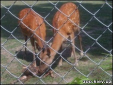 У Київському зоопарку оленя народилося на очах у людей