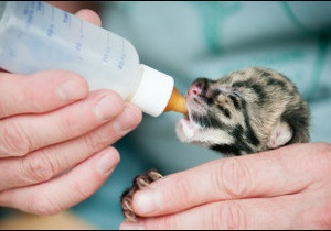 Трійня рідкісних леопарденят у Базелі