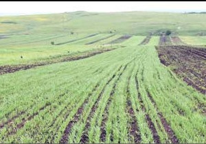 Українська служба Бі-бі-сі: Ахметов іде в агробізнес