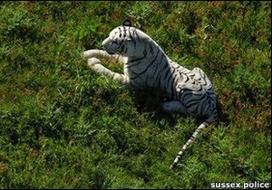 Незвичайний тигр підняв на ноги британську поліцію