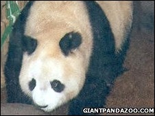 У Китаї померла найстаріша панда