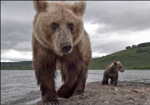 Російські митники затримали ведмедя