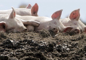 Дело: В Киевской области открыли крупнейшую в Украине свиноферму