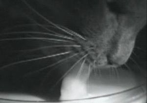 Як коти хлебчуть молоко: таємницю розкрили