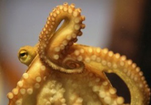Преемника осьминога-оракула Пауля представили общественности