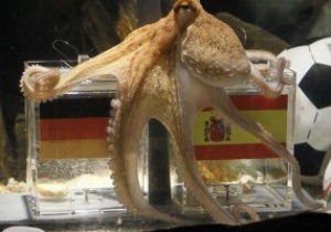 Преемник осьминога Пауля появится в аквариуме в Германии на следующей неделе