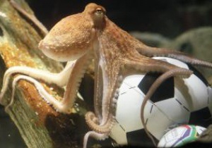 В ЮАР сняли фильм об убийстве осьминога Пола