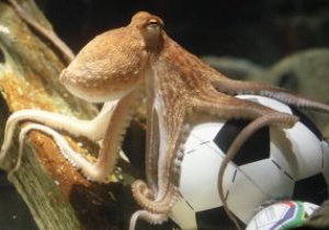 Осьминог Пол поможет Англии в борьбе за Чемпионат мира