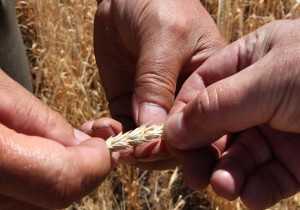 Україна: купують зерно на експорт чи ні?