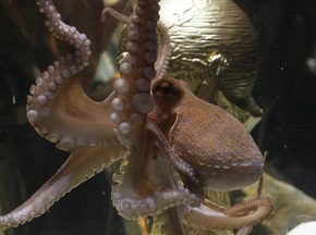 Мадридский зоопарк хочет выкупить осьминога Пола