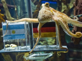 Осьминога-предсказателя пригласили принять участие в Битве экстрасенсов