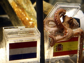 Испанский бизнесмен предлагает за осьминога-предсказателя 30 тысяч евро