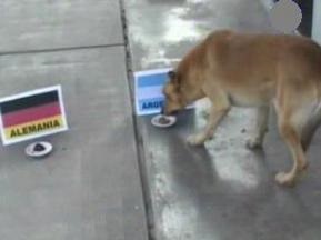 Битва экспертов: Аргентинский пес дал ответ немецкому осьминогу