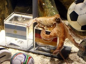 Восьминіг прогнозує перемогу Німеччини над Аргентиною