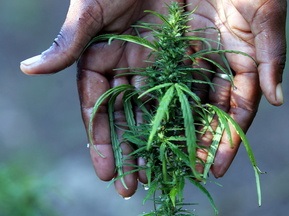 Вратаря голландской команды обвинили в выращивании марихуаны