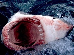 Ученые приравняли белых акул к убийцам-психопатам