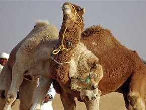 Арабские ученые впервые клонировали верблюда