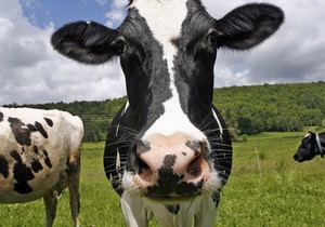 В Китае вывели модифицированных коров, которые дают человеческое молоко