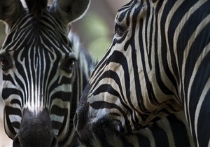 Ялтинский зоопарк купил двух зебр и 40 ланей
