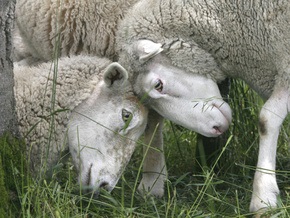 В Казахстане выдают госкредиты овцами