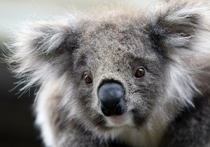 Украденную из австралийского зоопарка коалу обнаружили в мусорном баке