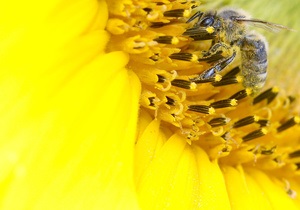 Новости науки - гибель пчел: ЕС решит судьбу пестицидов, убивающих пчел