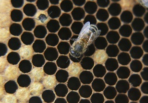 Пчеловоды во Франции собрали зеленый и синий мед