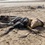 На пляже нашли 4-метровую тушу неизвестного существа. ФОТО