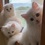 Отель в Японии предлагает арендовать на ночь кота. ФОТО