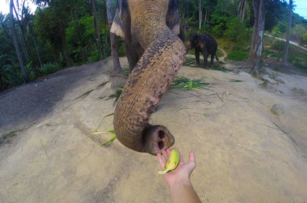 В Таиланде слон сделал селфи с туристом. ФОТО
