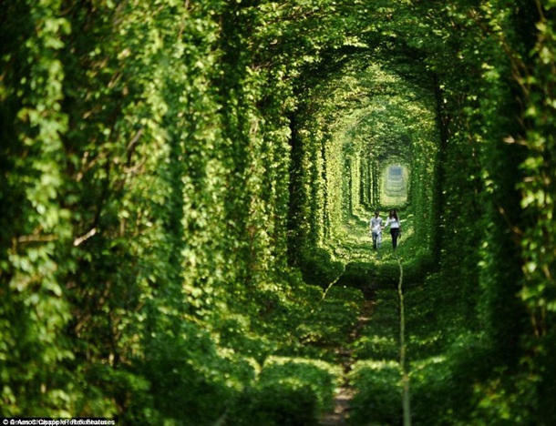 Самые красивые в мире тоннели из деревьев. ФОТО