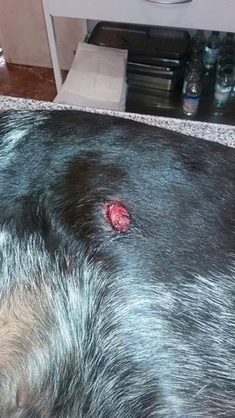 В Днепропетровске депутат подстрелил собаку и ее хозяина. Видео