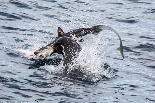 Хищник стал добычей. Морской лев напал на акулу. Фото