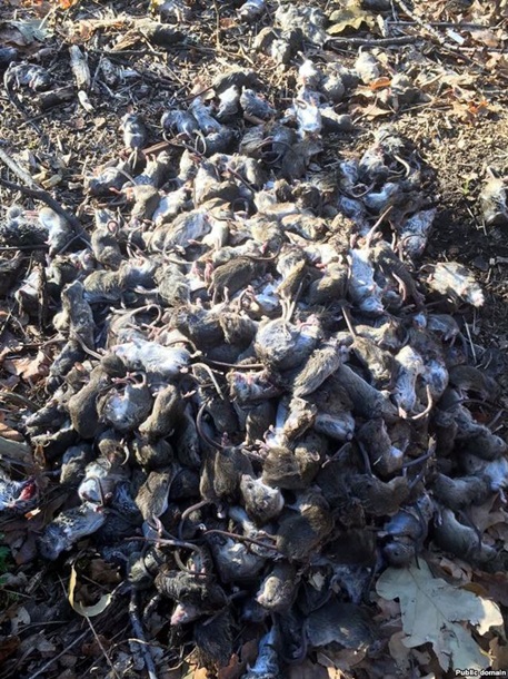 В Донбассе жалуются на нашествие крыс и мышей. Фото