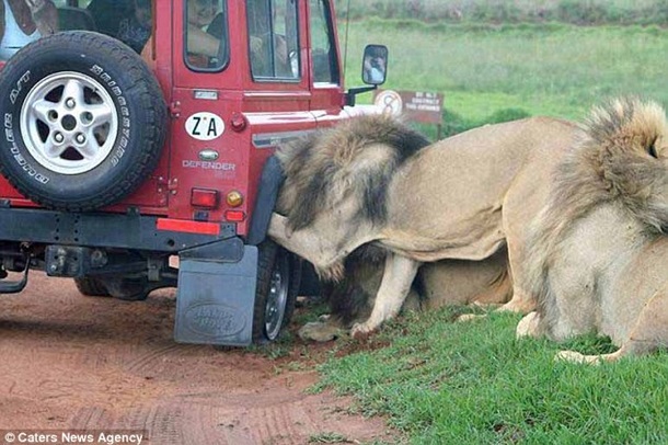 Нападение львов на туристов в Танзании. Фото