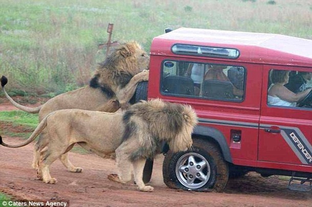 Нападение львов на туристов в Танзании. Фото