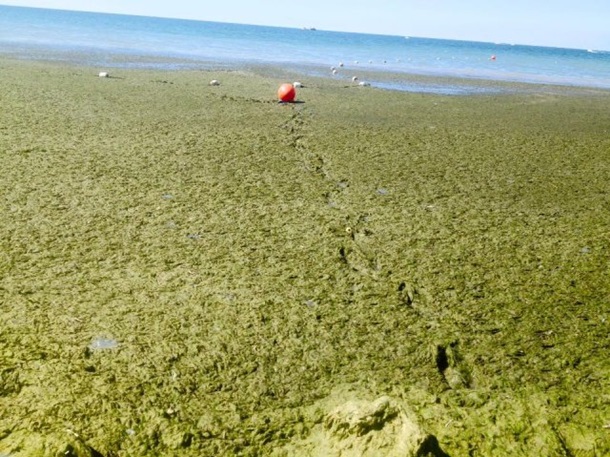 На известном херсонском курорте жалуются на грязное море